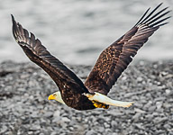 Alaskan Birds