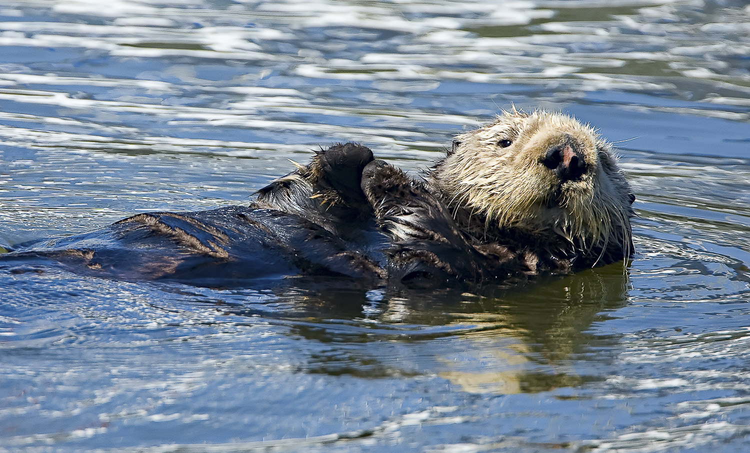 Sea-otter-recuperating-_MG_5786-Edit.jpg