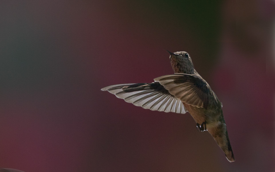 2008-Hummingbird-.jpg