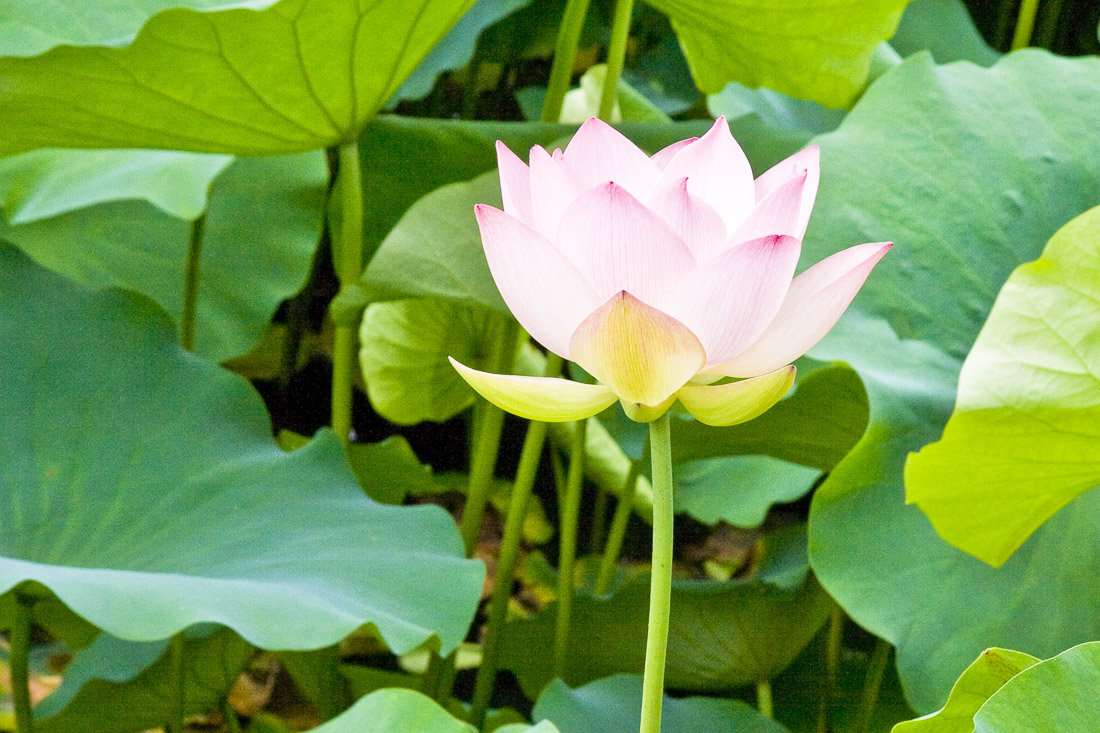 Lotus-Flower-Japan-2007-2-2.jpg