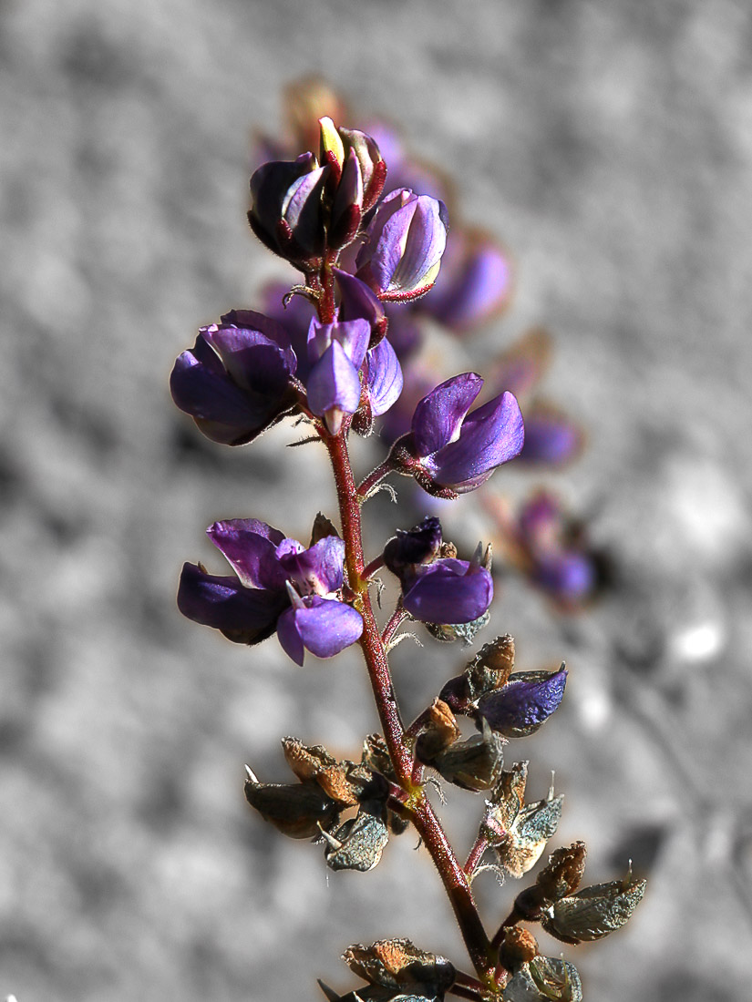 Purple-flower-pj1-2.jpg